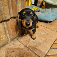 Cucciolo bassotto