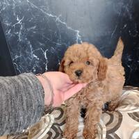 Barboncino Toy Fulvo Maschio