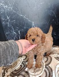 Barboncino Toy Fulvo Maschio