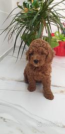 Barboncino toy red  maschio 