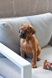 Cuccioli di Rhodesian Ridgeback