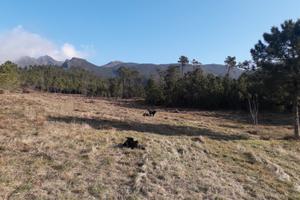 Terreno per attività all'aperto comune di Genova