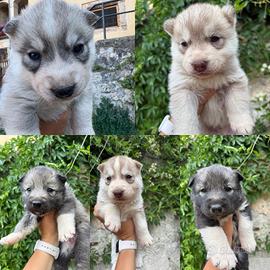 Cuccioli Siberian husky
