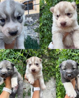 Cuccioli Siberian husky