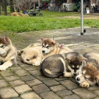 Cuccioli Alaskan Malamute 4 maschi e 3 femmine