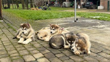 Cuccioli Alaskan Malamute 4 maschi e 3 femmine