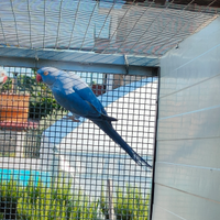 Disponibile coppia di parrocchetti dal collare