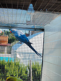 Disponibile coppia di parrocchetti dal collare