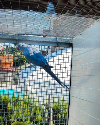 Disponibile coppia di parrocchetti dal collare