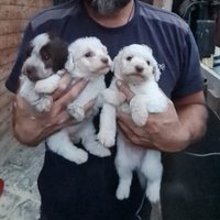 Cani da tartufo con pedigree