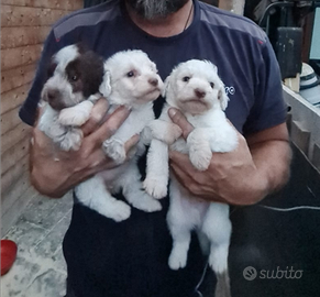 Cani da tartufo con pedigree