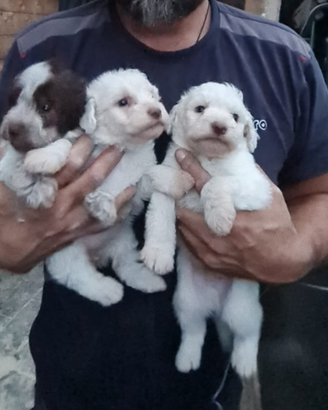 Cani da tartufo con pedigree