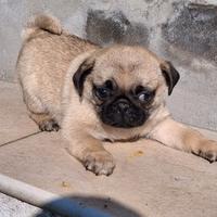 Cucciolo maschio di carlino