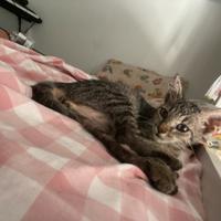 Gattino regal