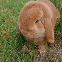 Coniglio nano