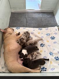 Bulldog francese