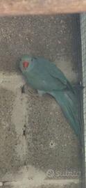parrochetti dal collare 