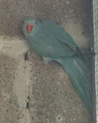 parrochetti dal collare 