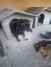 Cuccioli di cane