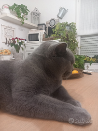 British Shorthair accoppiamento