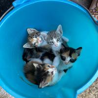 Gattini meravigliosi