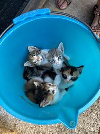 Gattini meravigliosi