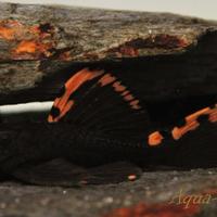 Leporacanthicus triactis l91 - discus loricaridi