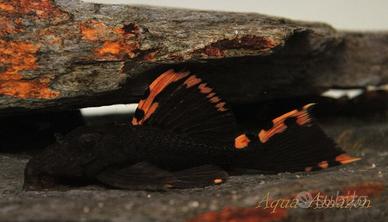 Leporacanthicus triactis l91 - discus loricaridi