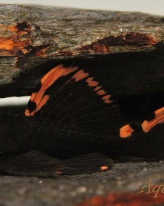 Leporacanthicus triactis l91 - discus loricaridi