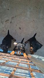 2 Jagdterrier maschi