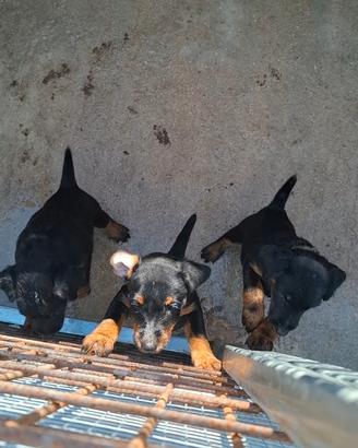 2 Jagdterrier maschi