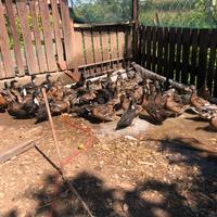 Anatre Germani e Oche femmine