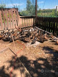 Anatre Germani e Oche femmine