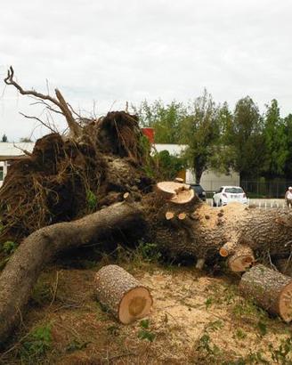 Piante alberi caduti