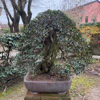 Bonsai di Olivastro  esemplare