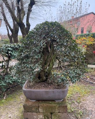 Bonsai di Olivastro  esemplare