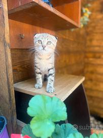 Britsh shorthair e Scottish fold