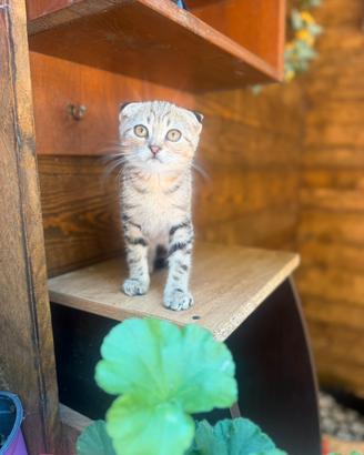 Britsh shorthair e Scottish fold