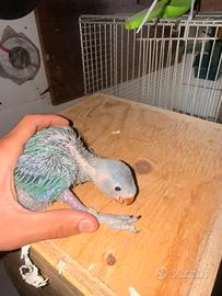 Parrocchetto dal collare blu da imbecco