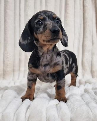 Bassotto Arlecchina Silver con pedigree Enci