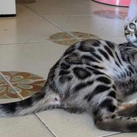 Cucciolo gatto bengala