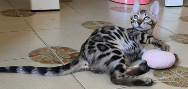 Cucciolo gatto bengala