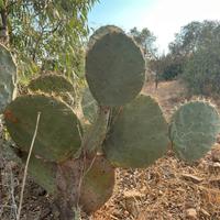 opuntia robusta, fico d’india rotondo