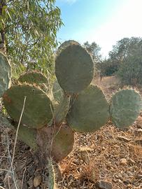 opuntia robusta, fico d’india rotondo