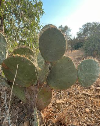 opuntia robusta, fico d’india rotondo
