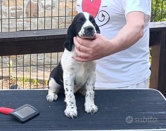 Springer Spaniel Puri