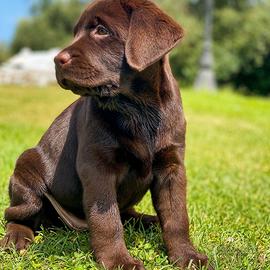 CUCCIOLI Labrador chocolate -. Cioccolato