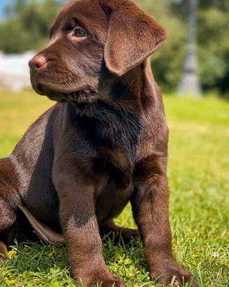CUCCIOLI Labrador chocolate -. Cioccolato
