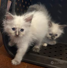 Gatti siberiani ipoallergenici