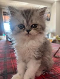 Gatti persiani